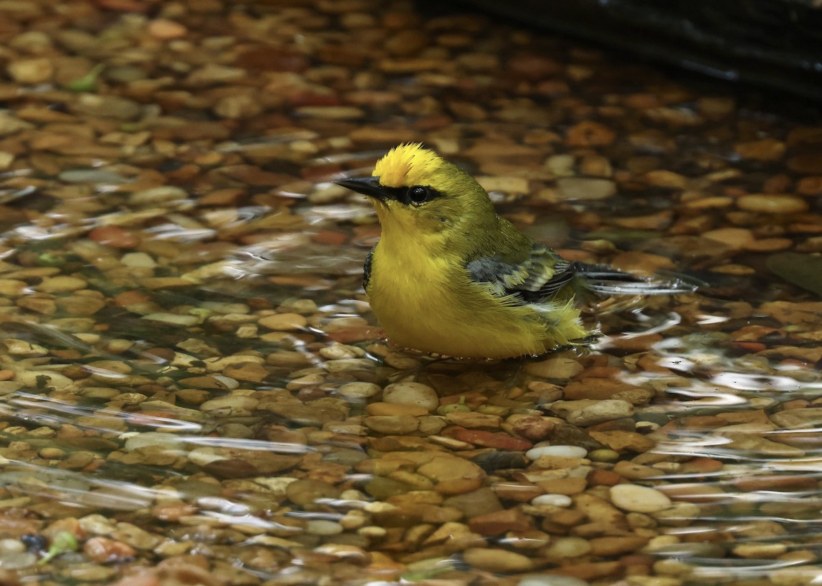 Blue-winged Warbler - Grace Simms  🐦‍⬛