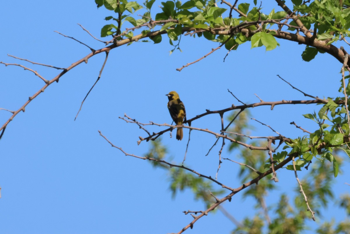 Orchard Oriole - Pete Fenner