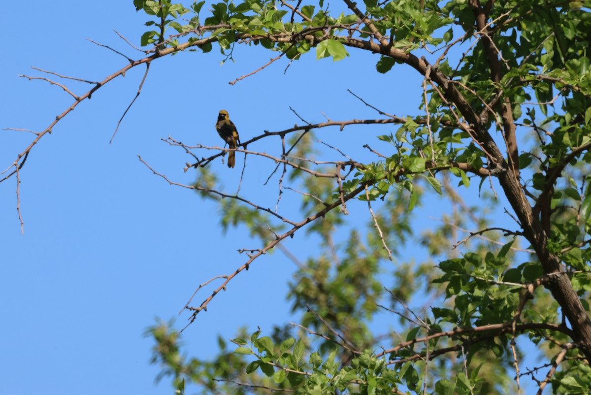 Orchard Oriole - ML619505617
