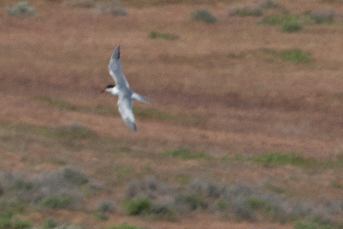 tern sp. - Brendan Burns