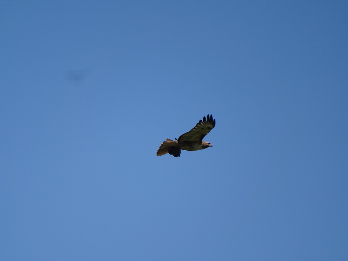 Red-tailed Hawk - Jim Walton