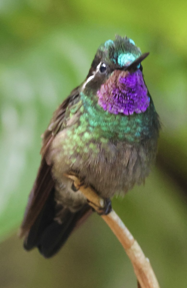 Purple-throated Mountain-gem - Debbie Crowley