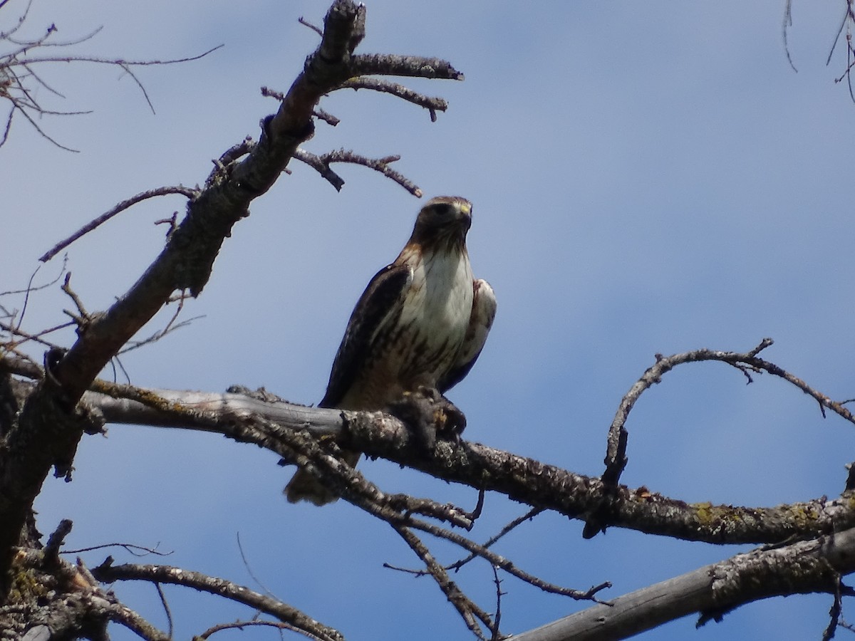 Red-tailed Hawk - Jim Walton