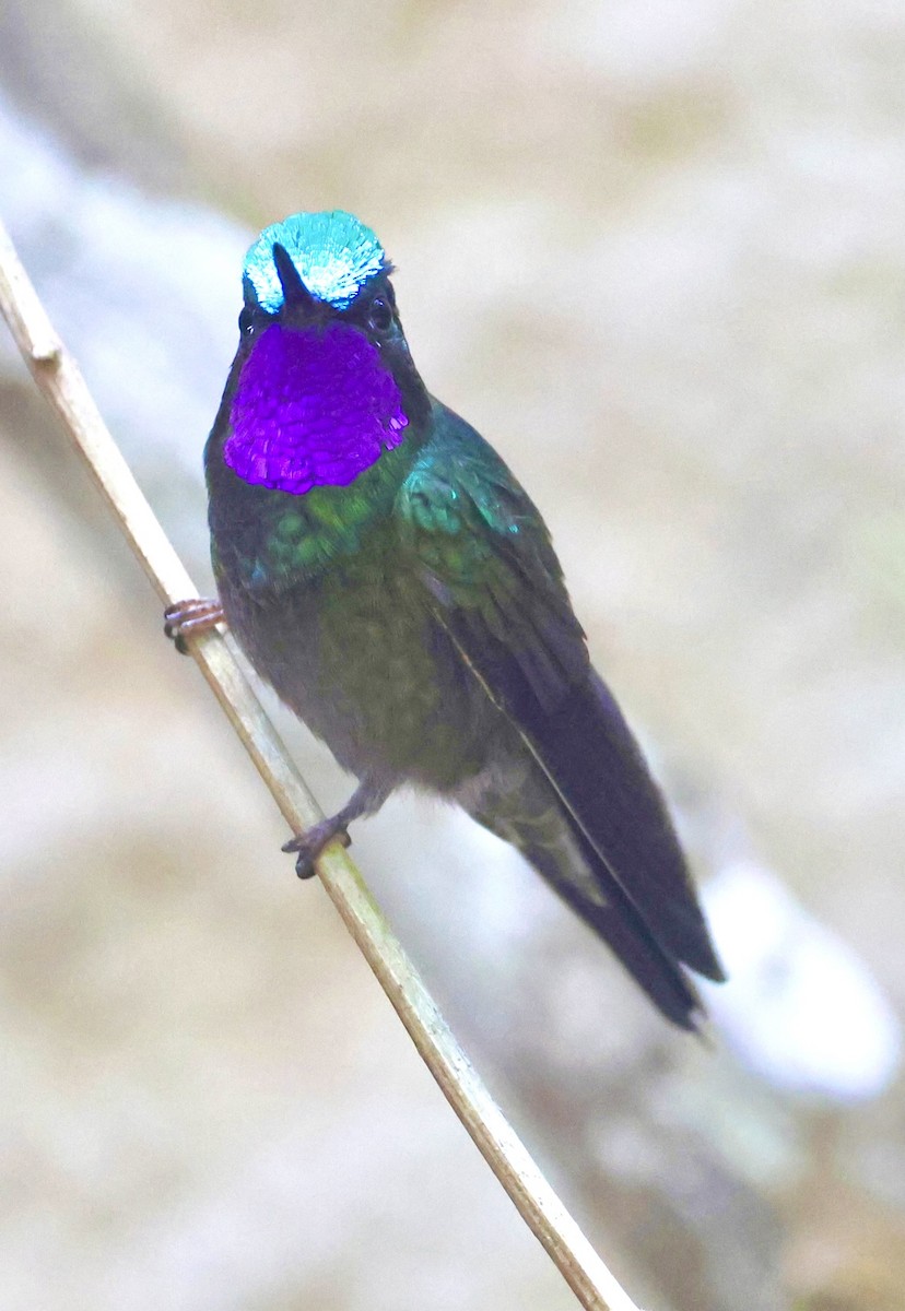 Purple-throated Mountain-gem - Debbie Crowley