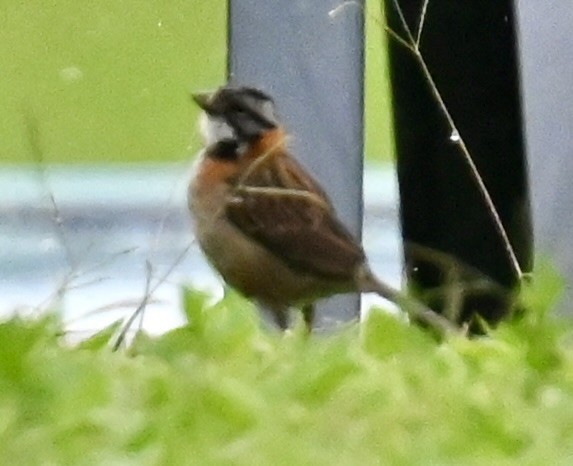 Rufous-collared Sparrow - Nancy Blaze