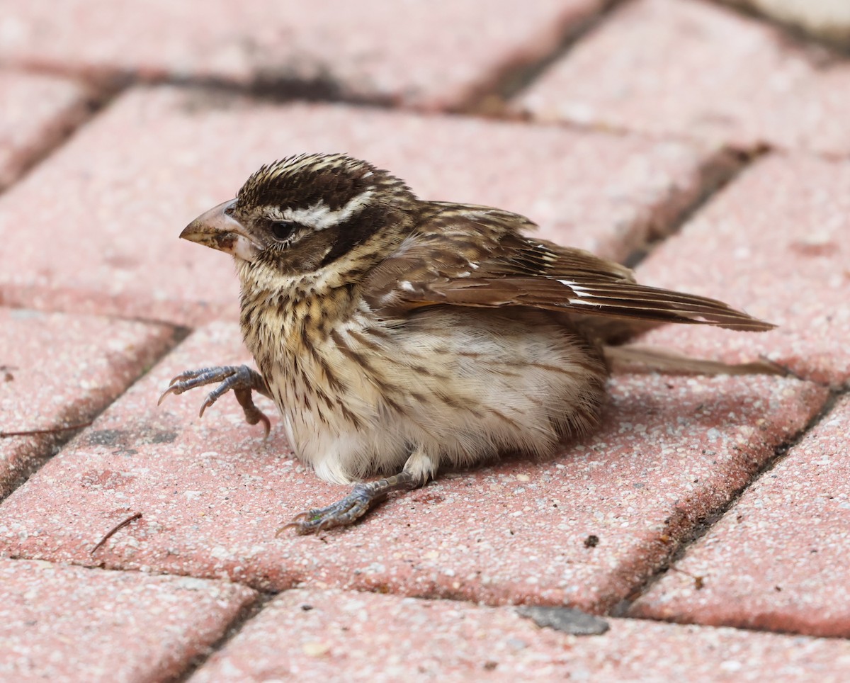 Rose-breasted Grosbeak - Maria Pacheco