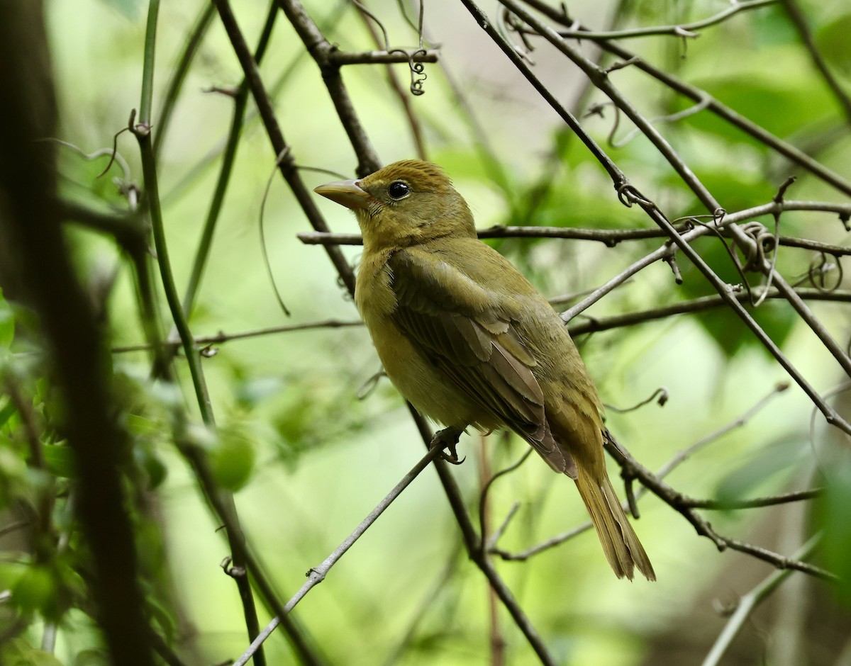 Summer Tanager - Grace Simms  🐦‍⬛