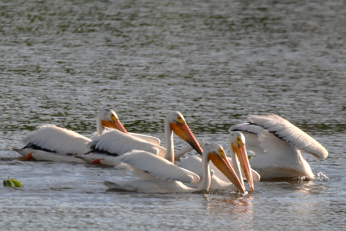 American White Pelican - Joe Gadbois