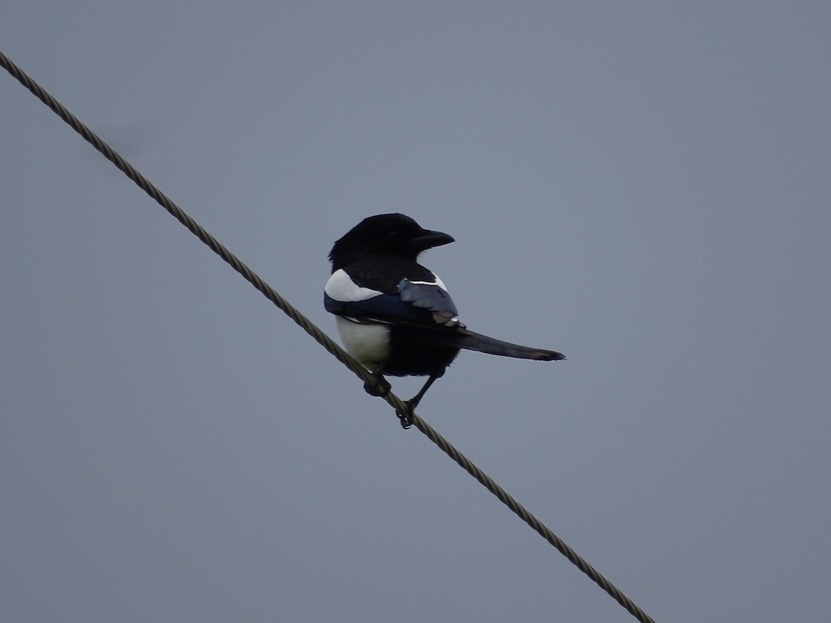 Black-billed Magpie - Jim Walton