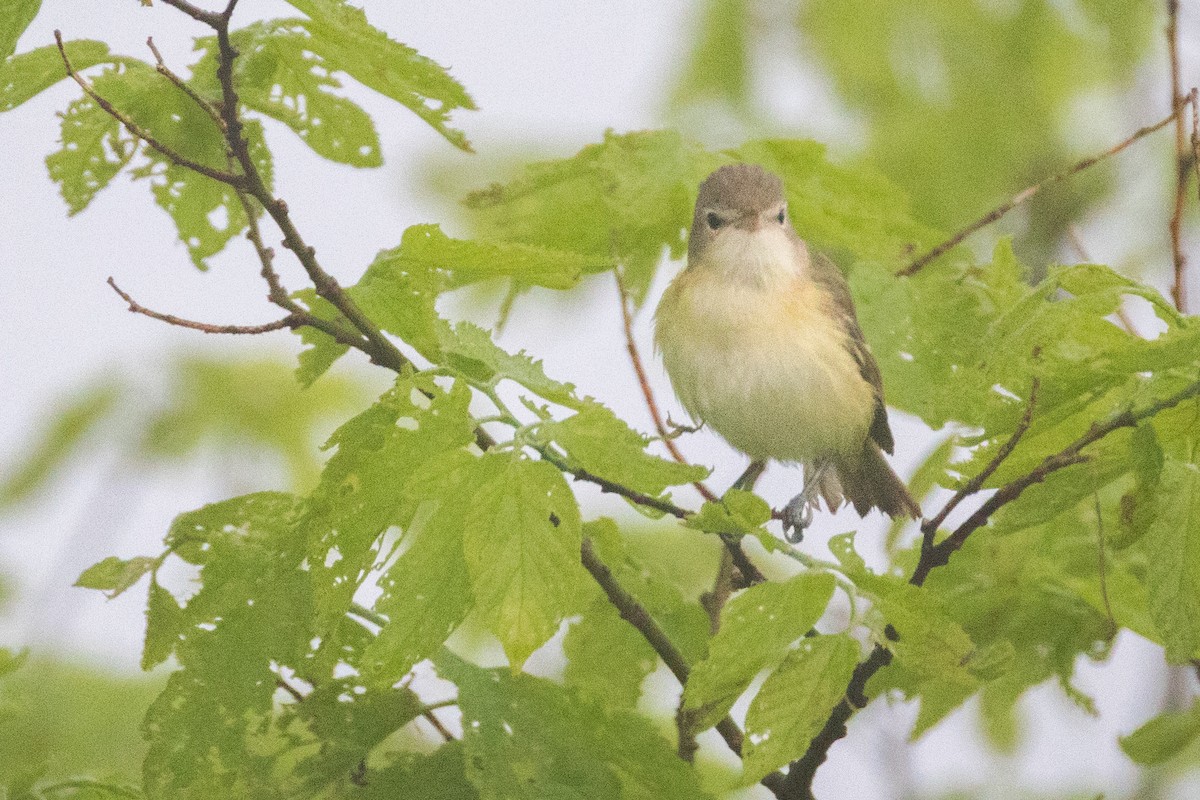 Bell's Vireo - Anonymous