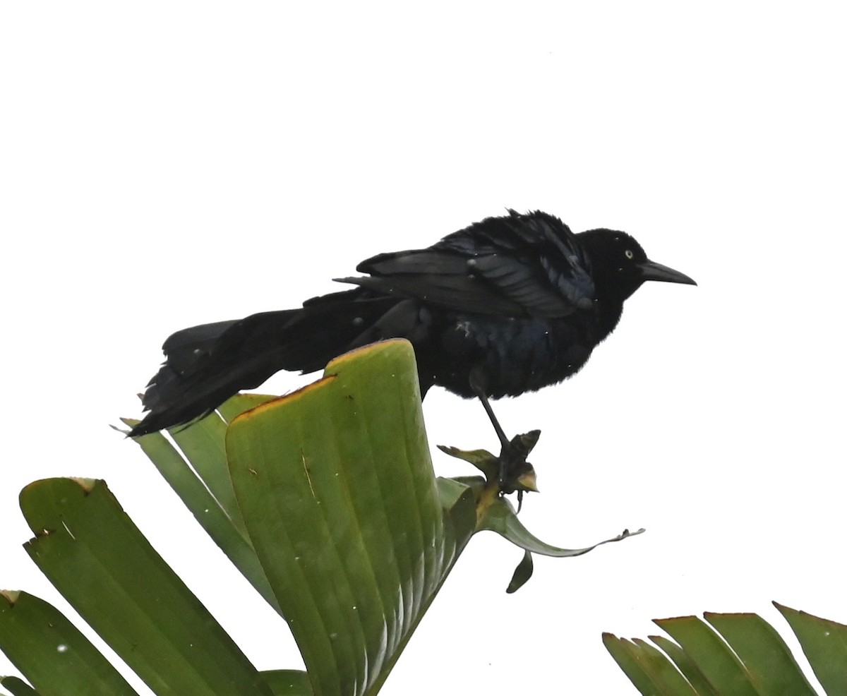 Great-tailed Grackle - Nancy Blaze