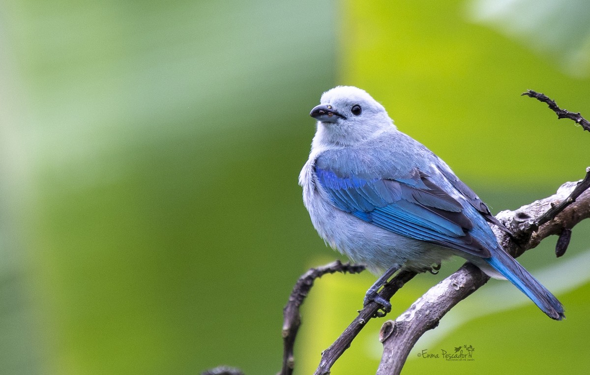 Blue-gray Tanager - Enma Pescador