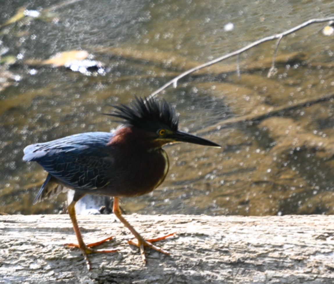 Green Heron - Frank Wang