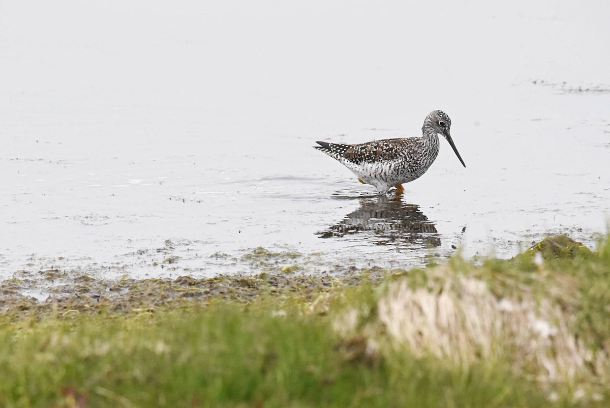 Greater Yellowlegs - Valérie JACKMAN