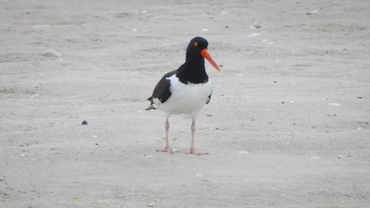 American Oystercatcher - Vincent Glasser