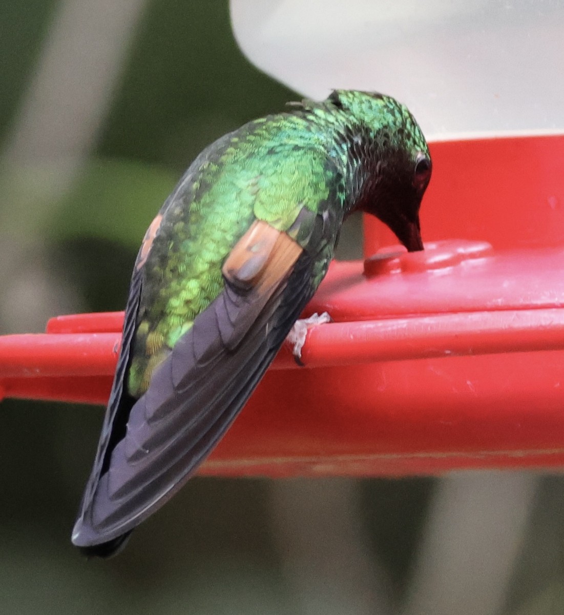 Stripe-tailed Hummingbird - Debbie Crowley