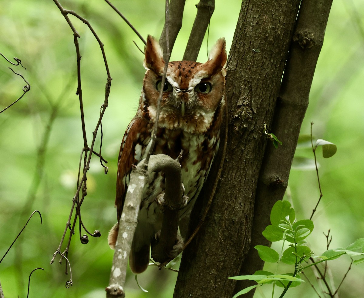 Eastern Screech-Owl - Grace Simms  🐦‍⬛