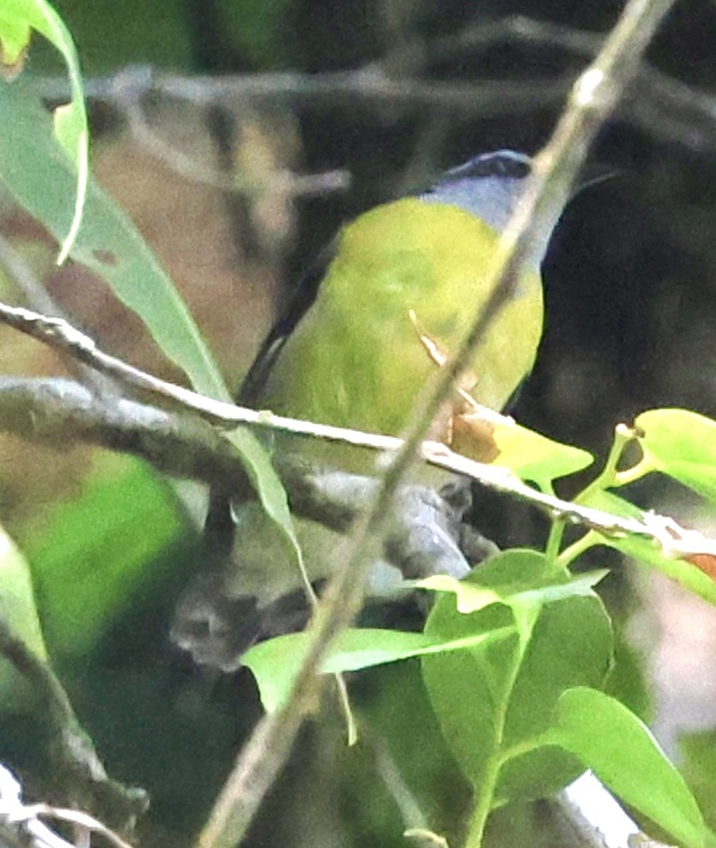 Bananaquit - Debbie Crowley