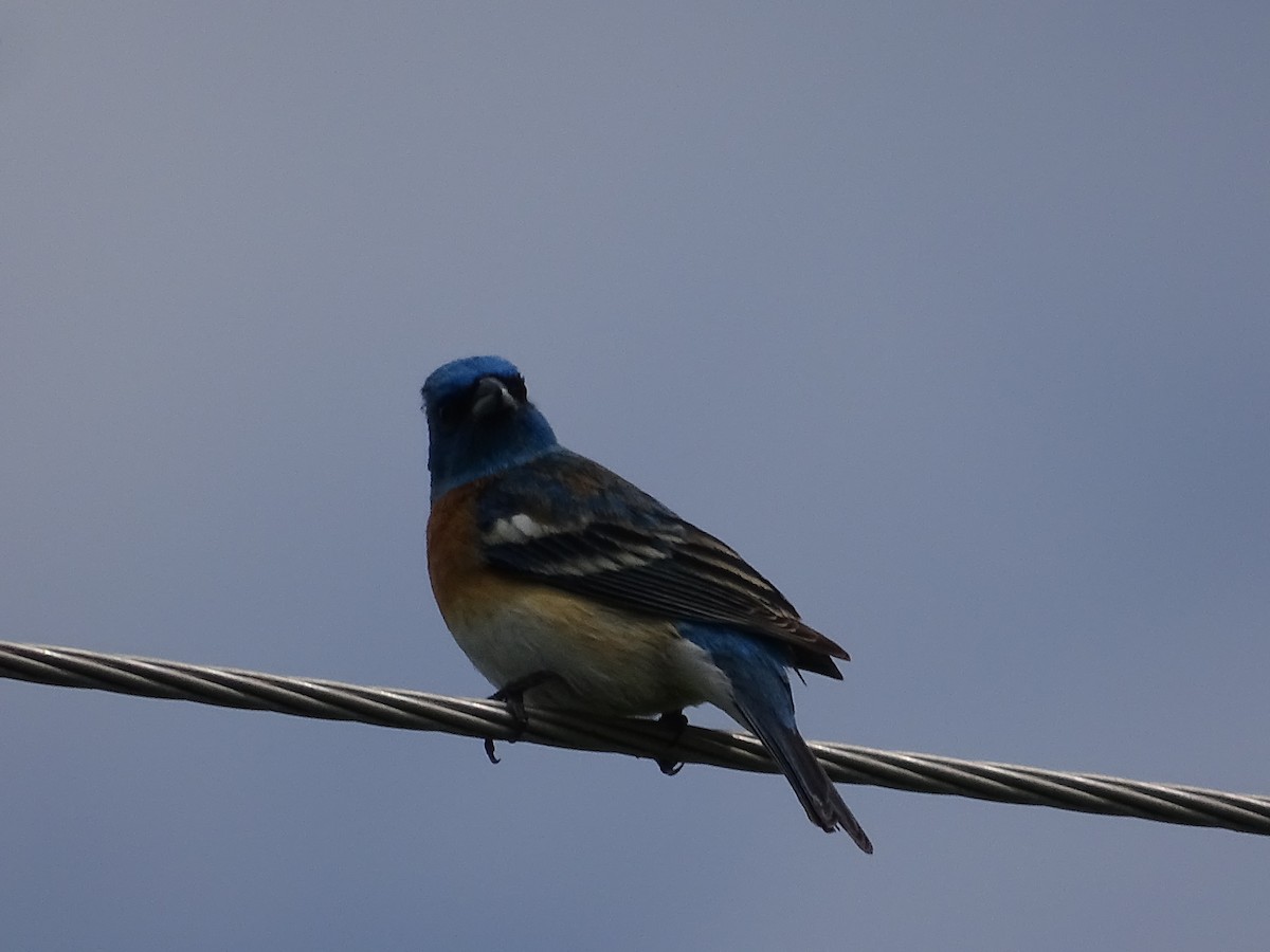 Lazuli Bunting - Jim Walton