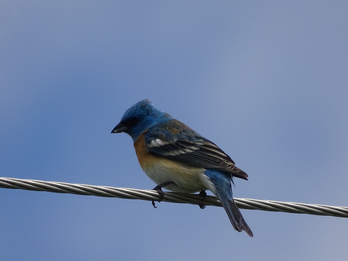 Lazuli Bunting - Jim Walton