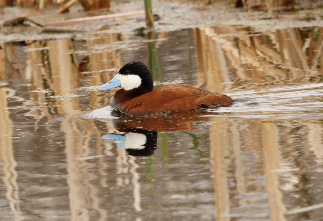 Ruddy Duck - Lucia MacQuarrie