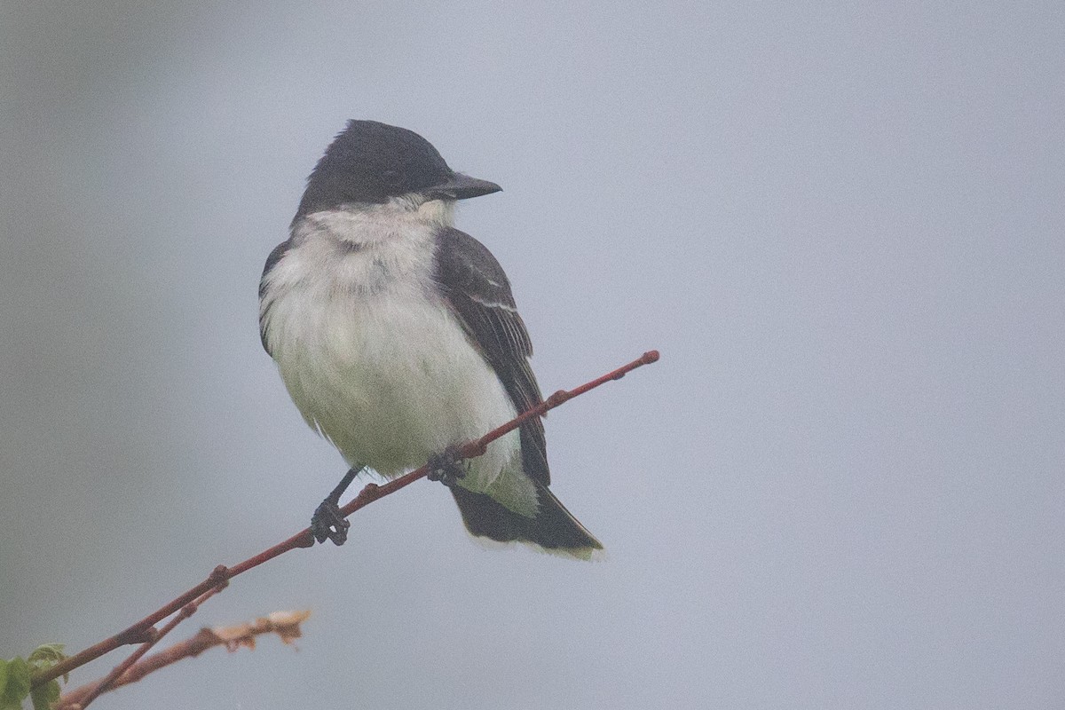 Eastern Kingbird - Anonymous