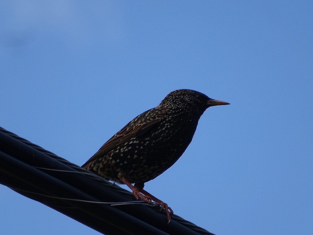 European Starling - Jim Walton