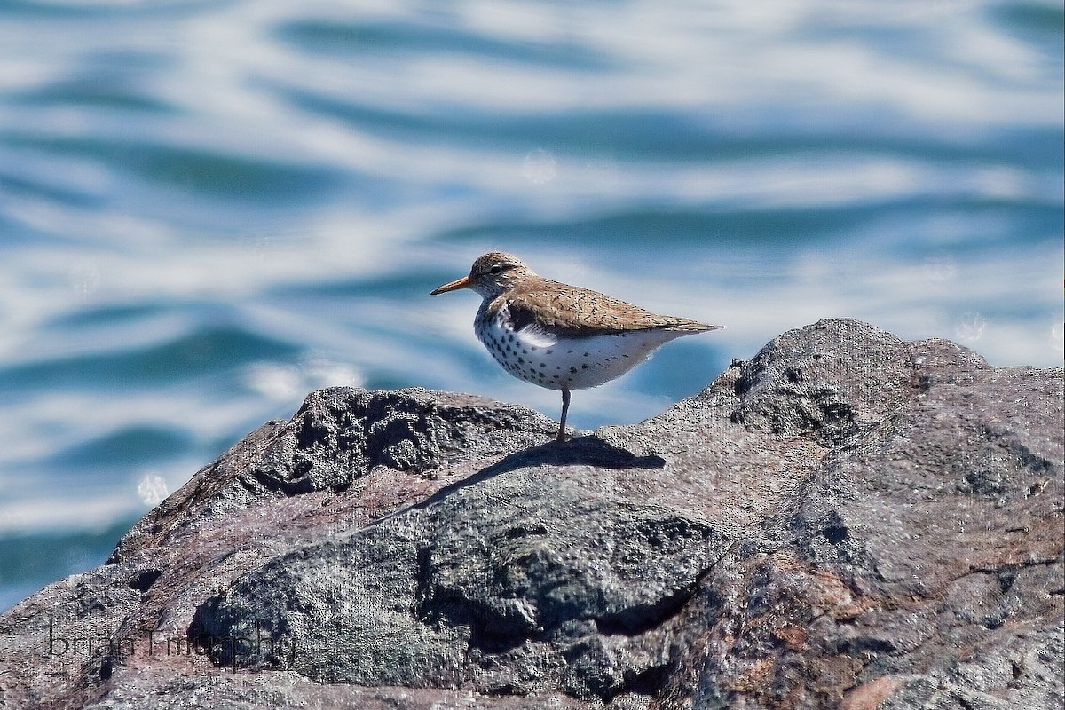 Spotted Sandpiper - Brian Murphy