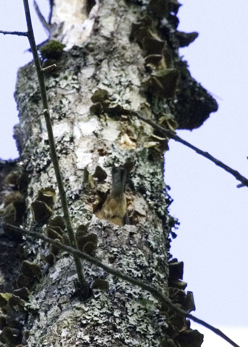 Red-breasted Nuthatch - ML619505685