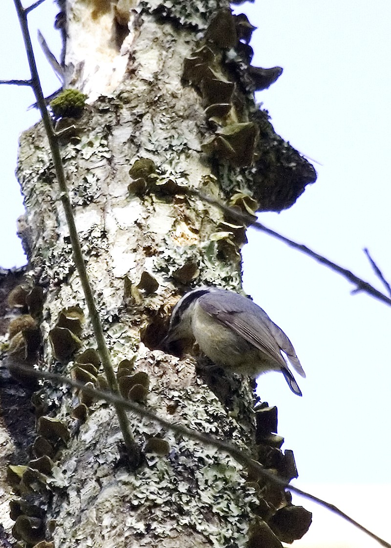 Red-breasted Nuthatch - ML619505687