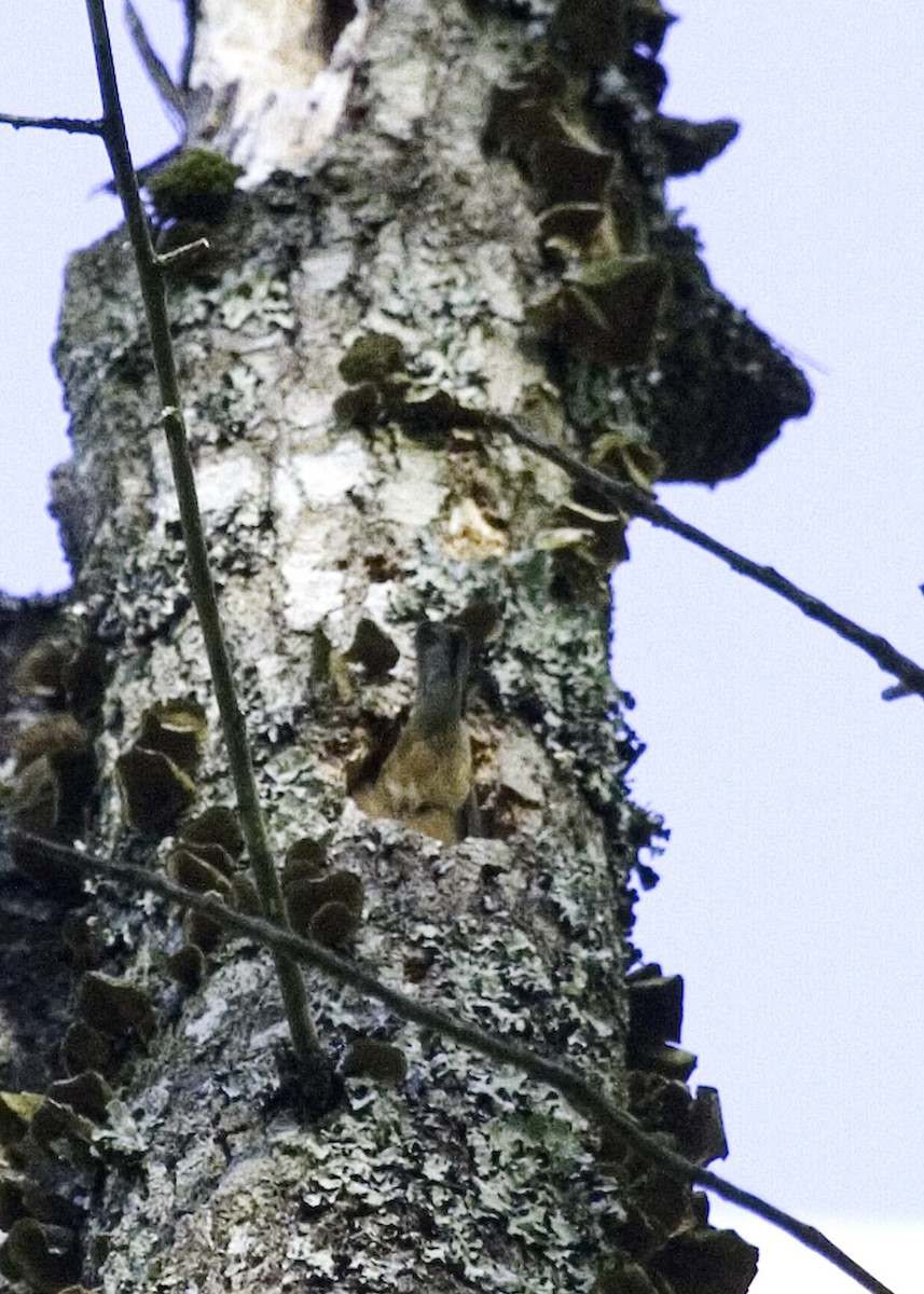 Red-breasted Nuthatch - Rachel Holzman