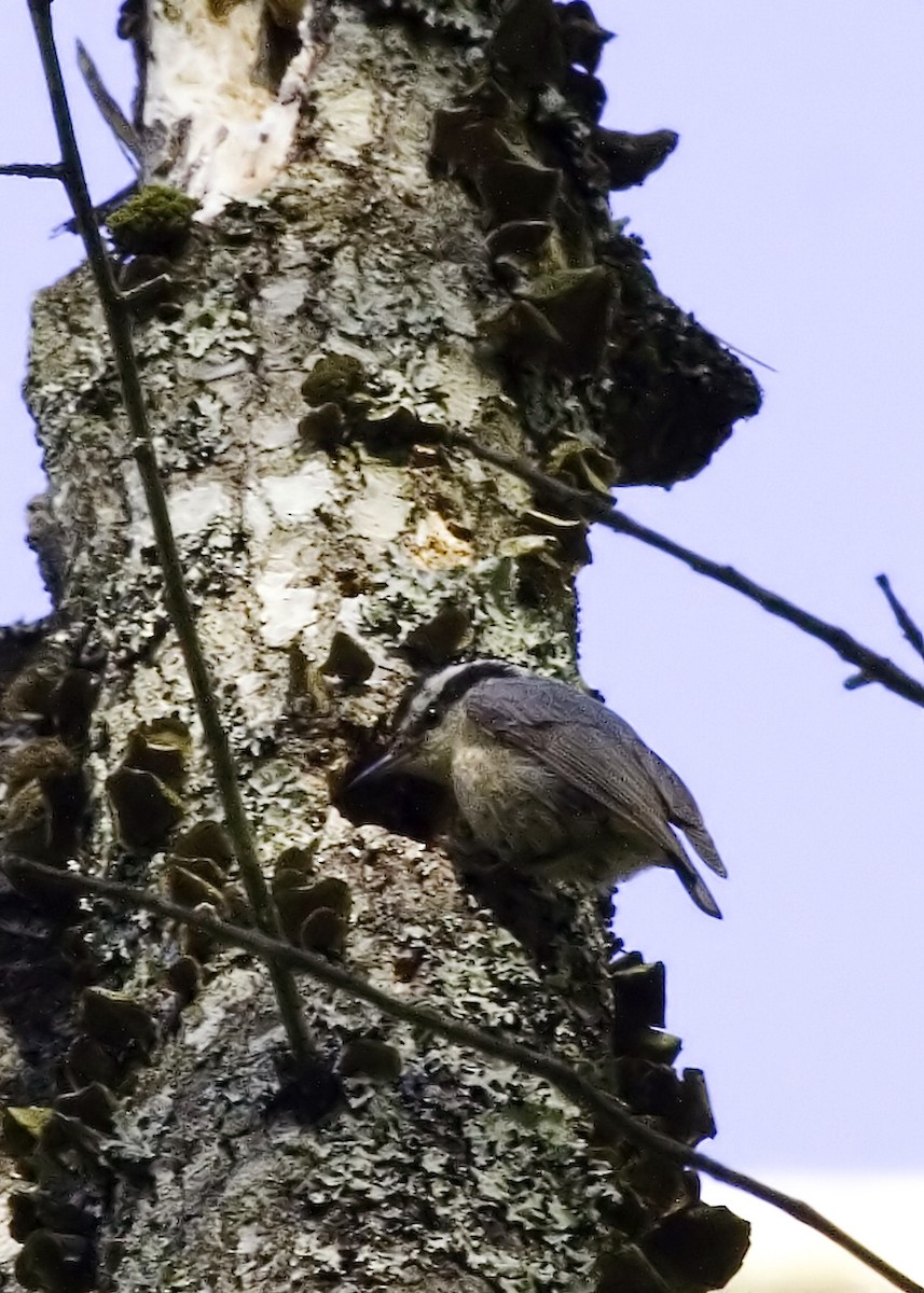 Red-breasted Nuthatch - Rachel Holzman