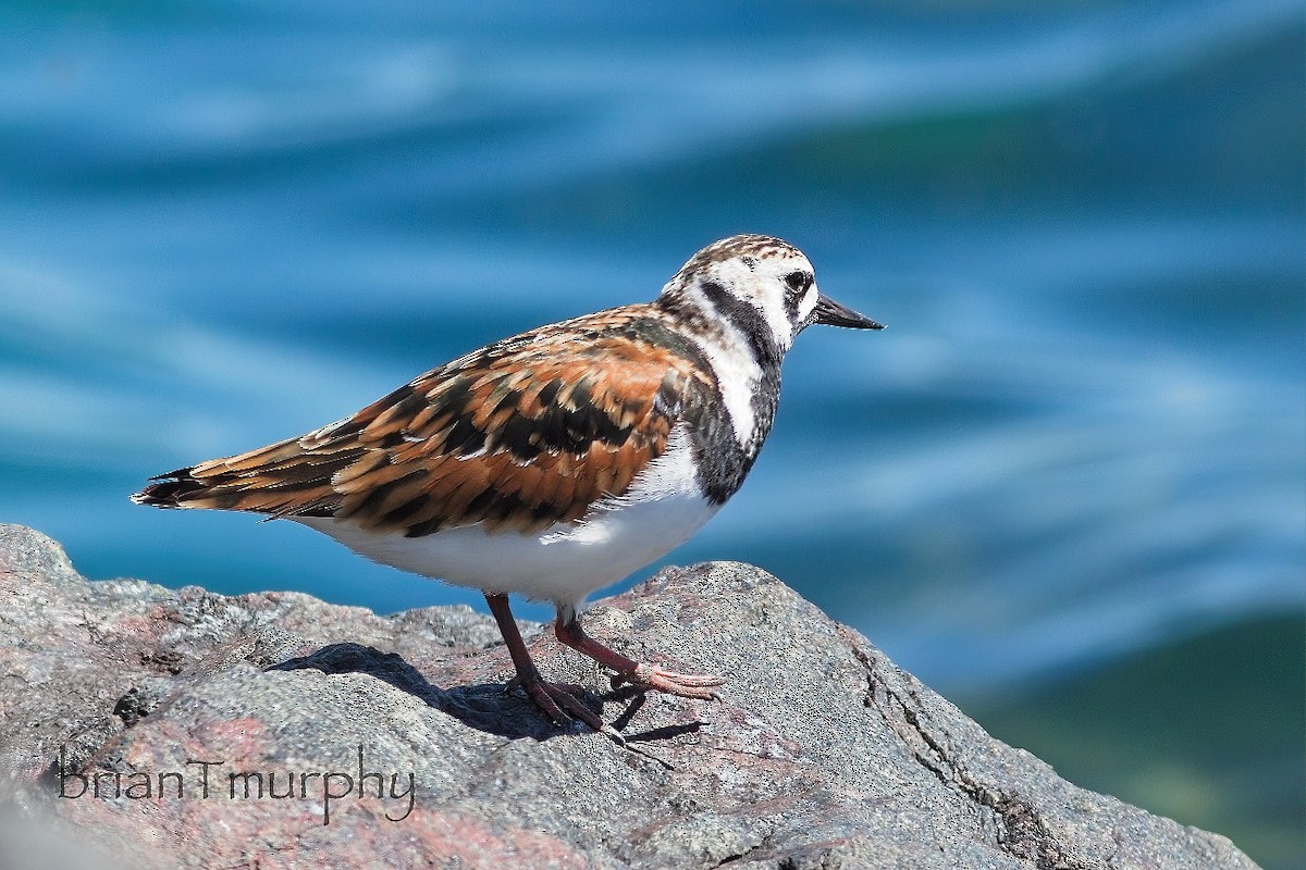 Ruddy Turnstone - Brian Murphy