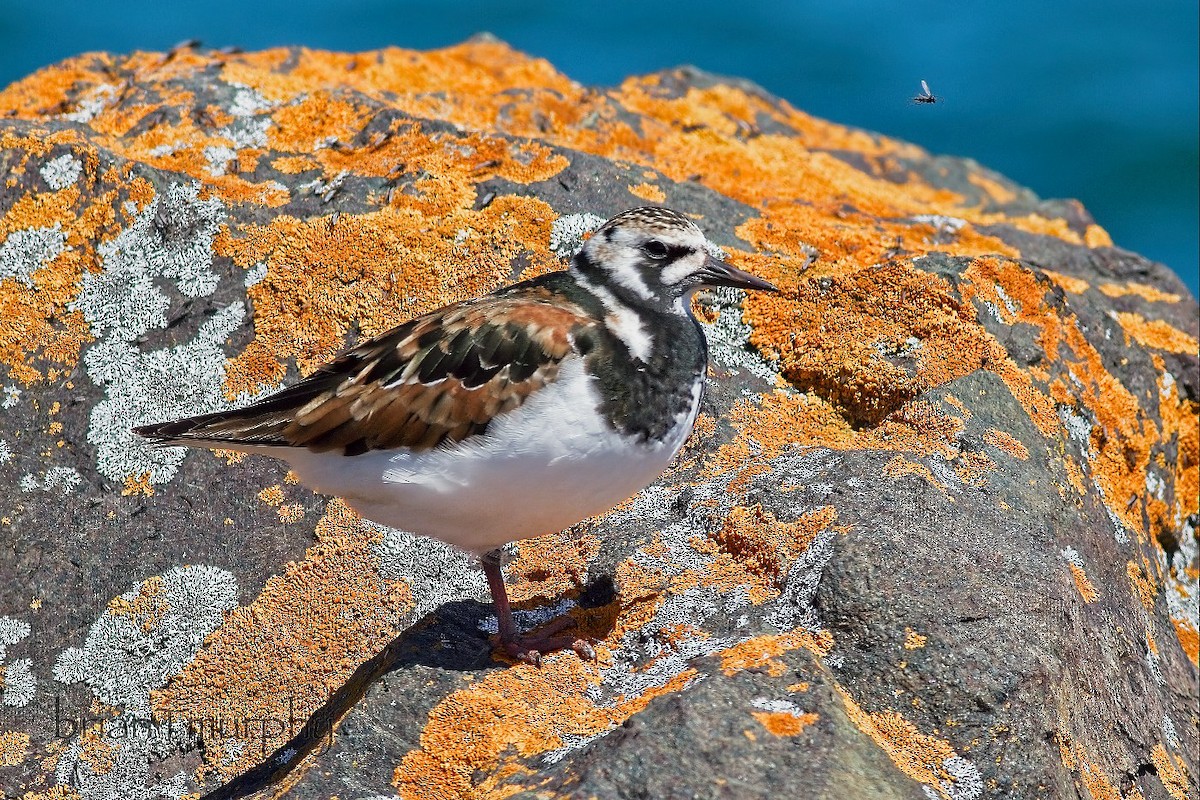 Ruddy Turnstone - ML619505698