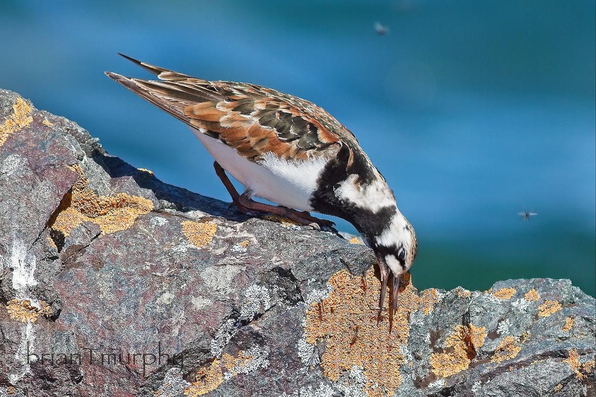 Ruddy Turnstone - Brian Murphy