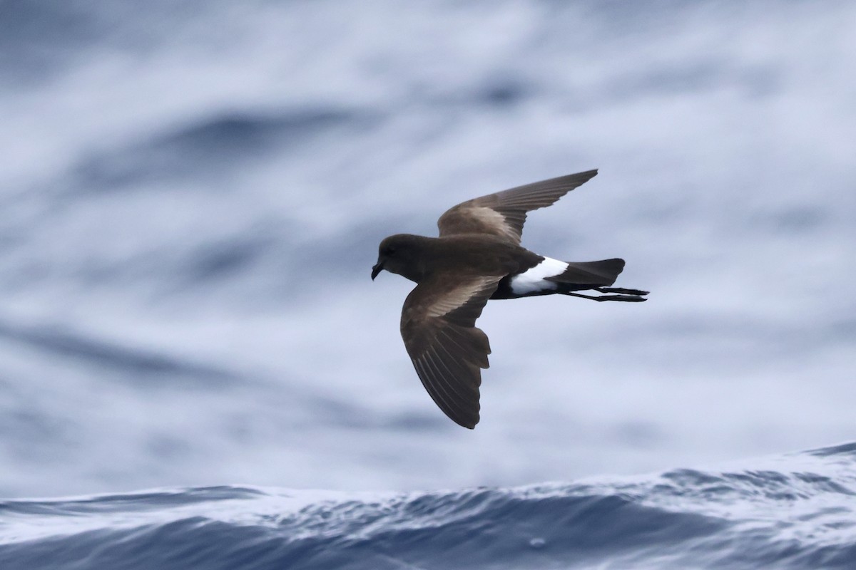 Wilson's Storm-Petrel - Michael McCloy