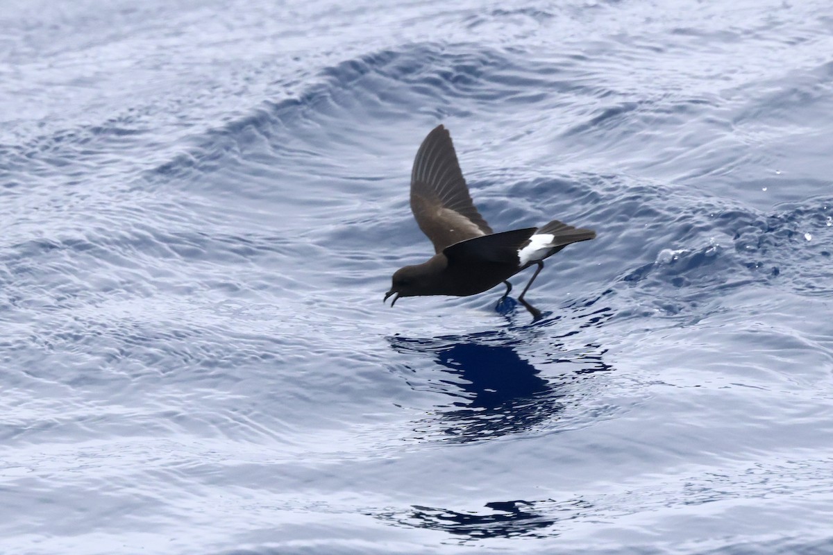 Wilson's Storm-Petrel - Michael McCloy