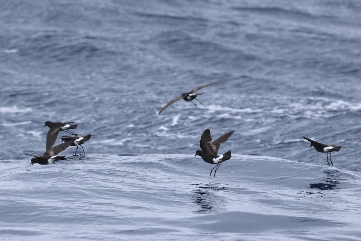 Wilson's Storm-Petrel - Michael McCloy