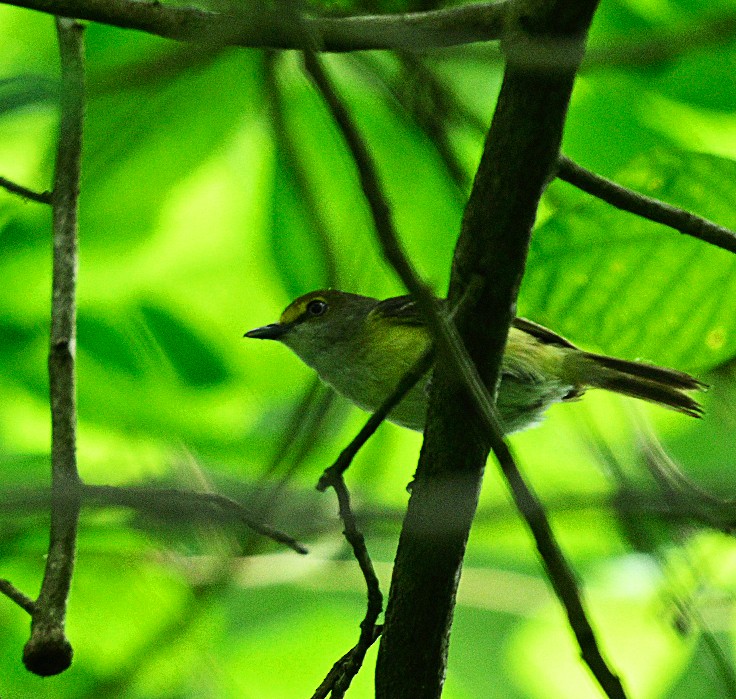 White-eyed Vireo - Frank Wang