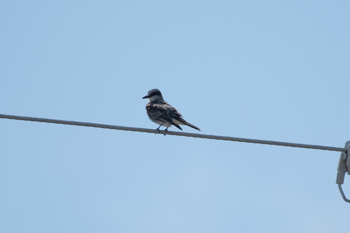 Gray Kingbird - ML619505714