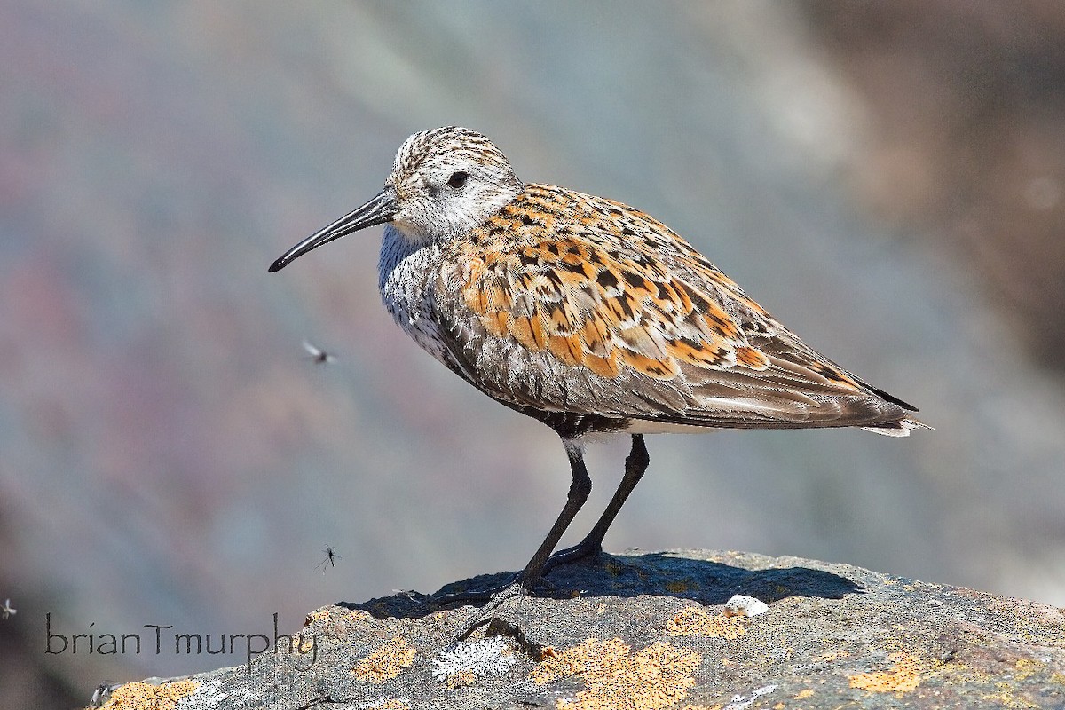 Dunlin - Brian Murphy