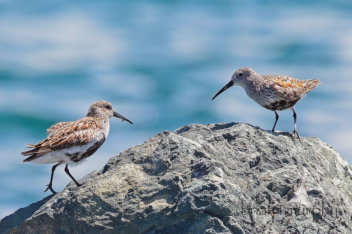 Dunlin - ML619505721