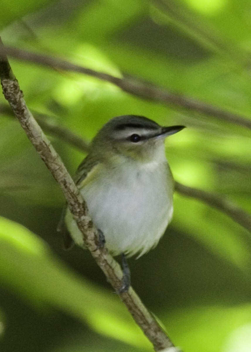 Red-eyed Vireo - ML619505724