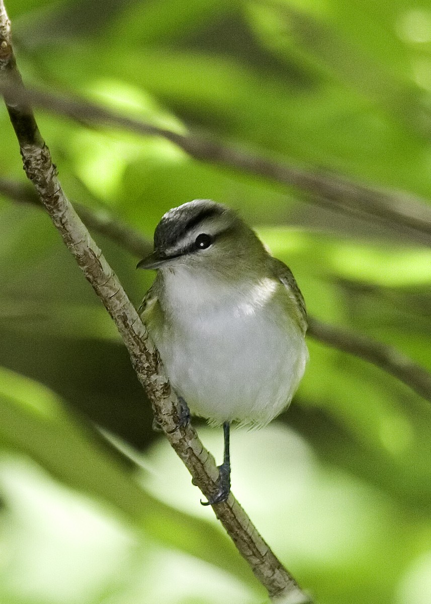 Vireo Ojirrojo - ML619505725