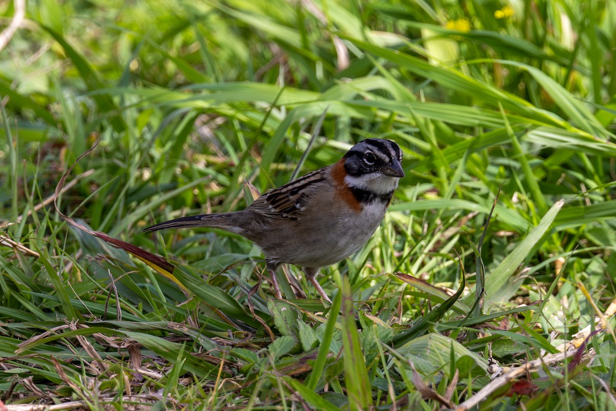 Rufous-collared Sparrow - Mason Flint