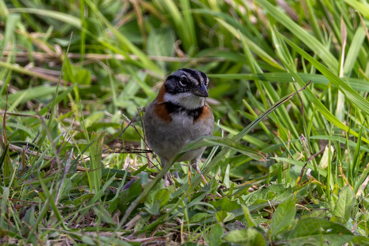 Rufous-collared Sparrow - Mason Flint