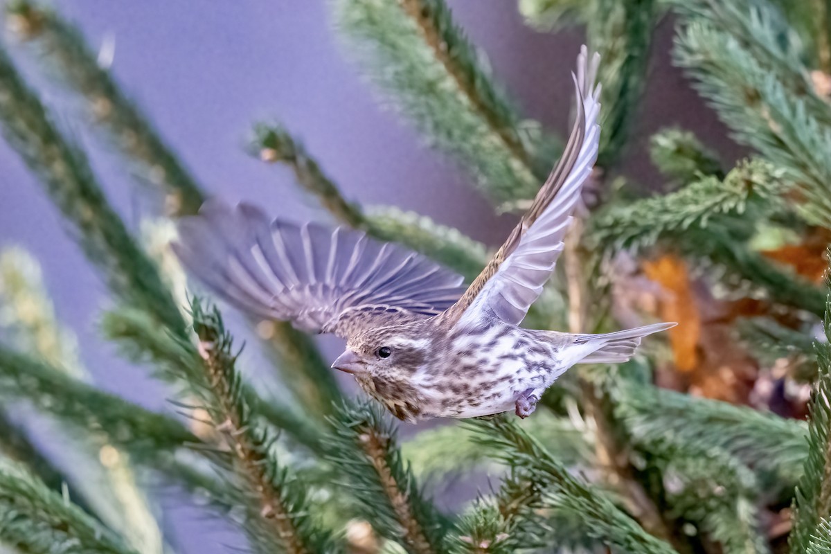 Purple Finch - Nadine Bluemel