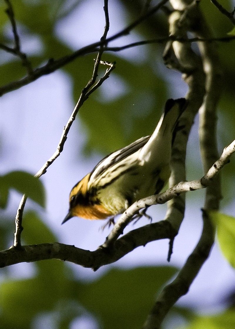 Blackburnian Warbler - ML619505732