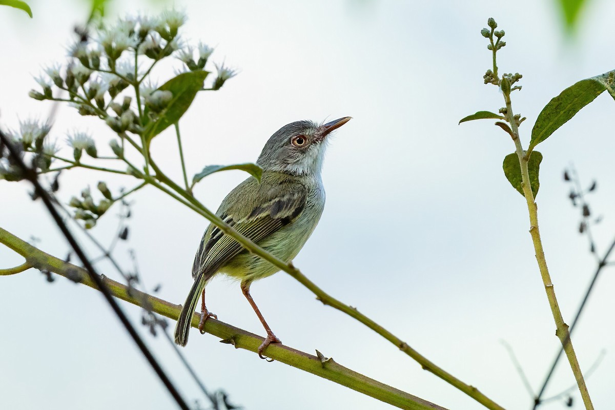 Pearly-vented Tody-Tyrant - Thibaud Aronson