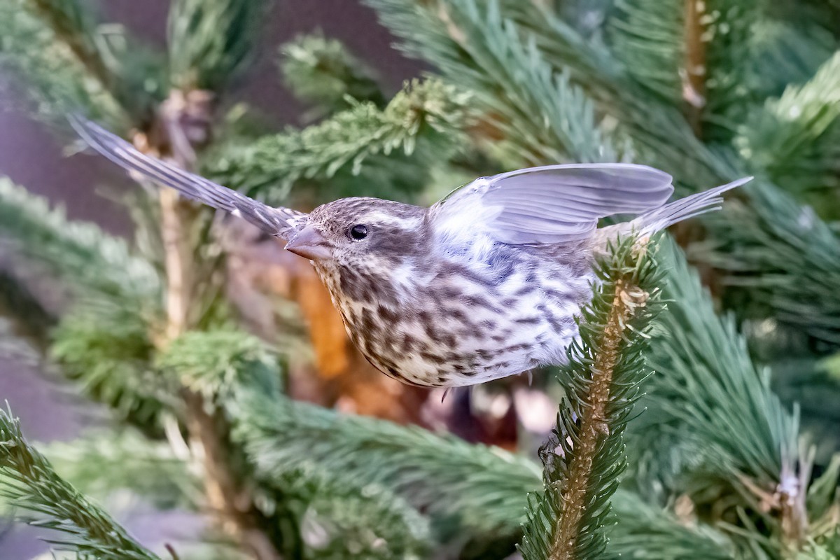 Purple Finch - Nadine Bluemel